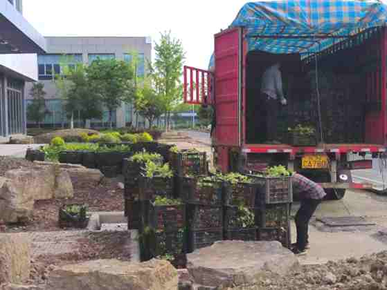 廠(chǎng)區(qū)綠化施工